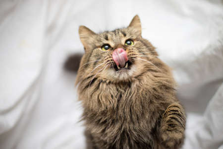 Funny cat smilling, domestic catの写真素材