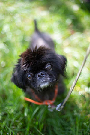 Funny dog smilling, domestic dogの写真素材