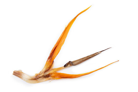 Strelitzia flower, bird of paradise. Isolated on white background. Clipping pathの写真素材