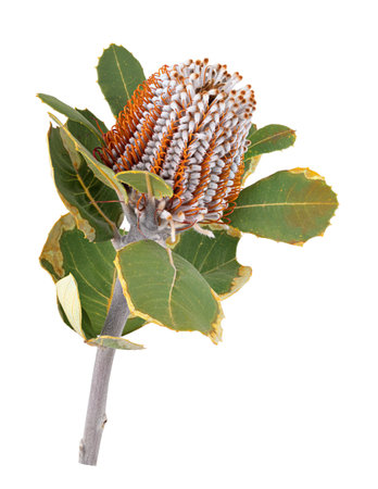 Banksia. Protea flower isolated on white background. Clipping pathの写真素材