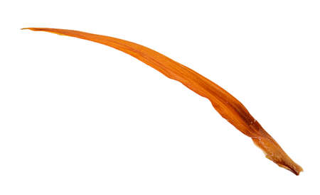 Strelitzia flower, bird of paradise. Isolated on white background. Clipping pathの写真素材