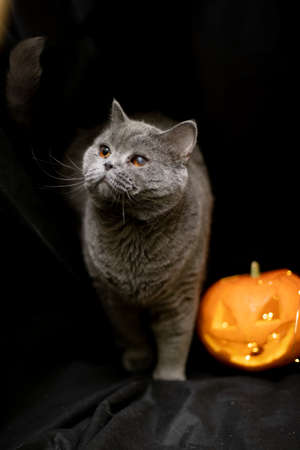 Cat on a dark background with lights and a pumpkin for Halloween