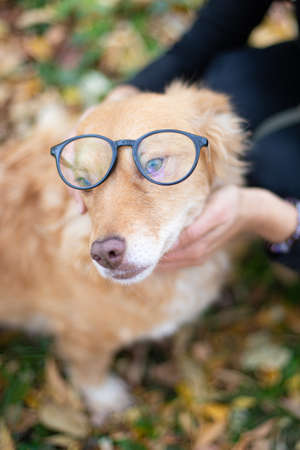 Funny dog in autumn background, domestic dogの写真素材