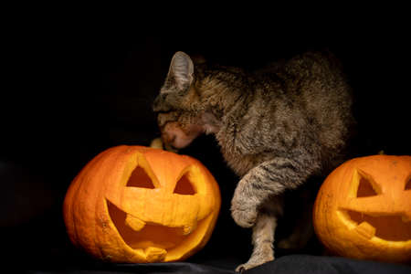 Cat on a dark background with lights and a pumpkin for Halloweenの写真素材