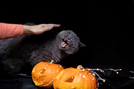 Cat on a dark background with lights and a pumpkin for Halloweenの写真素材