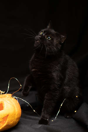 Cat on a dark background with lights and a pumpkin for Halloweenの写真素材