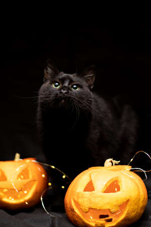Cat on a dark background with lights and a pumpkin for Halloweenの写真素材