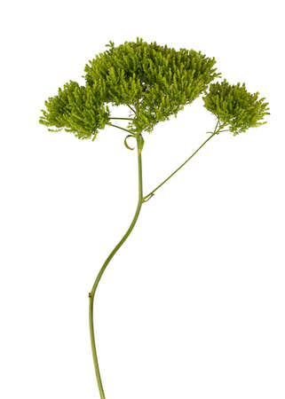 Fresh decorative branch isolated on white background. Clipping pathの写真素材