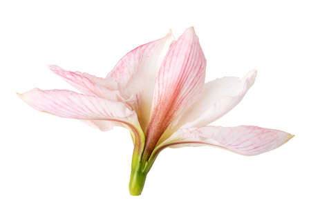 Hippeastrum Amaryllis Sonatini Pink Rascal Stock Photo. Isolated with clipping pathの写真素材