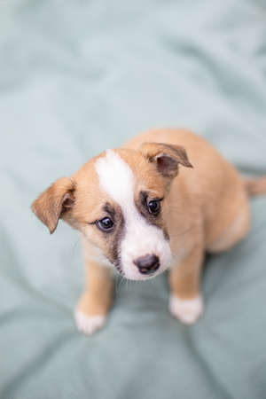 Funny dog smilling, domestic dogの写真素材