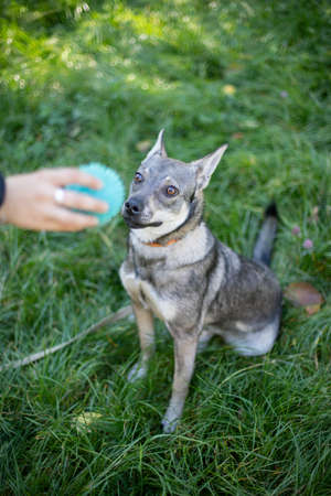 Funny dog smilling, domestic dogの写真素材