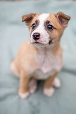 Funny dog smilling, domestic dogの写真素材