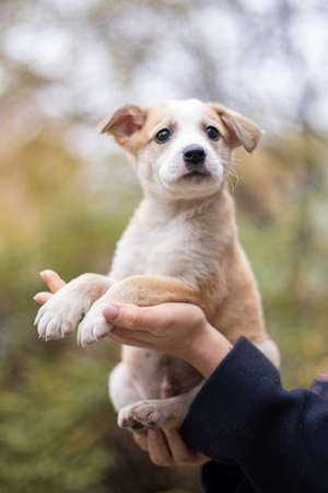 Funny dog smilling, domestic dogの写真素材
