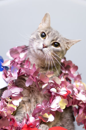 Funny cat smilling, domestic cat. Chtistmas timeの写真素材