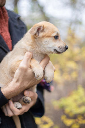 Funny dog smilling, domestic dogの写真素材