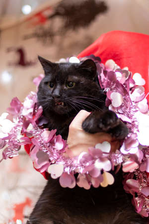 Funny cat smilling, domestic cat. Chtistmas timeの写真素材