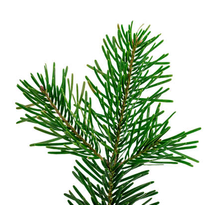 Christmas tree on white background. Clipping path