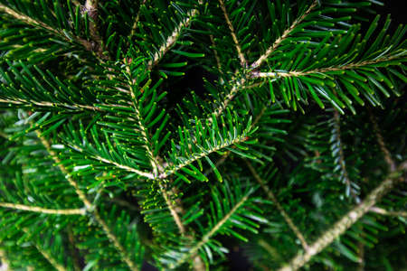 Background of christmas tree wreath. Wallpaper