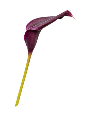 Violet calla flower isolated on white background. Clipping pathの写真素材