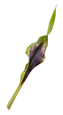 Violet calla flower isolated on white background. Clipping pathの写真素材