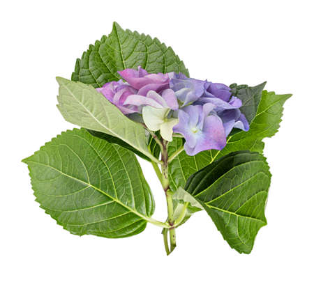 Hydrangea flower isolated on white background. Clipping path