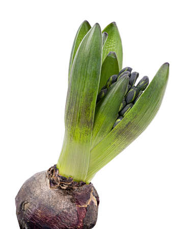 Fresh hyacinth flower isolated on white background. Clipping pathの写真素材