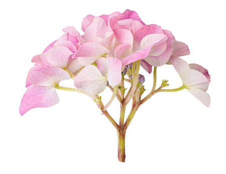 Hydrangea flower isolated on white background. Clipping pathの写真素材