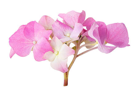 Hydrangea flower isolated on white background. Clipping pathの写真素材
