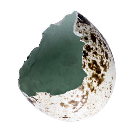 Broken quail egg shell isolated on white background. Clipping pathの写真素材
