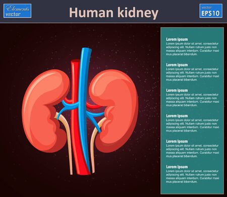 Human kidney anatomy vector illustration.のイラスト素材