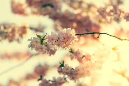 Cherry branch in sunlightの写真素材