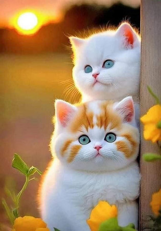 Two cute white and red kittens sit on a wooden fence with yellow flowers.の素材