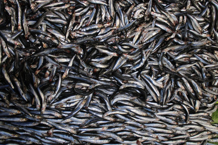 Fresh fish at the fish stall.の写真素材