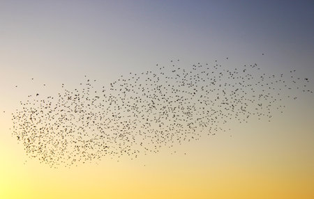 A flock of birds migrating in the sky at sunset. Representation of freedom themed photo.の写真素材