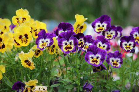 Viola tricolor is a common European wild flower, growing as an annual or short lived perennial.