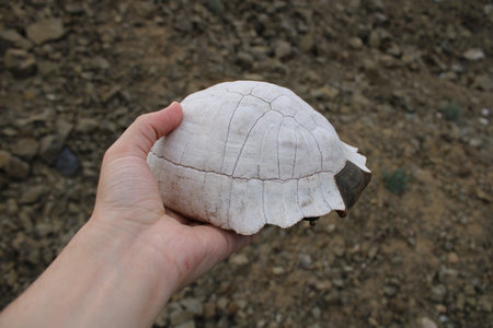 Turtle fossil. Dead and bleached turtle skeleton.