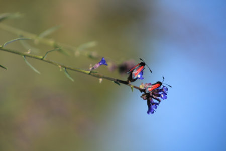 Ladybugs on a blue flower.の写真素材