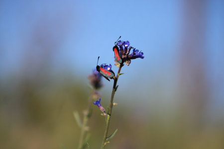 Ladybugs on a blue flower.
