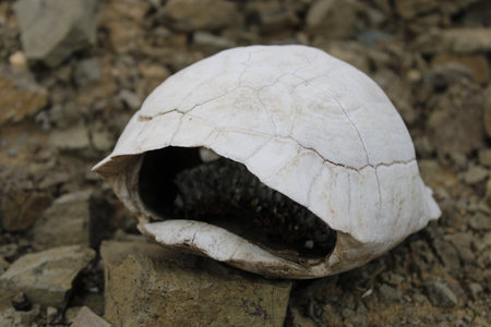 Turtle fossil. Dead and bleached turtle skeleton.
