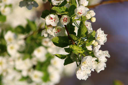 spring background flower of pear fruit a tree with white flowers that says spring on it