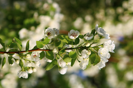 spring background of pear fruit tree with white flowersの写真素材