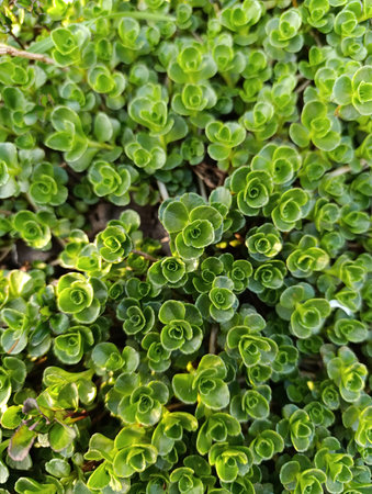 Phedimus spurius, the Caucasian stonecrop or two row stonecrop, is a species of flowering plant in...