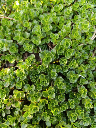 Phedimus spurius, the Caucasian stonecrop or two row stonecrop, is a species of flowering plant in...