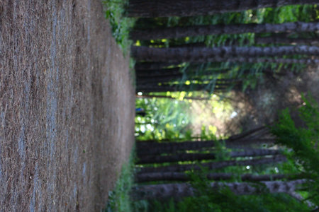 Istanbul Belgrade Forest. Dirt road between pine trees. endemic pine trees.