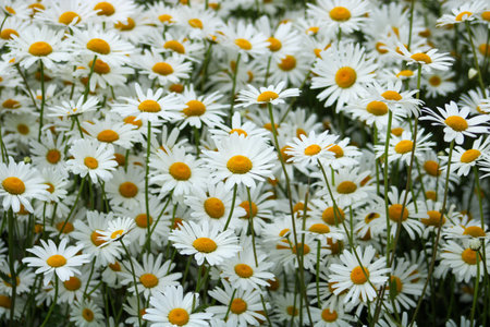 Daisy flowers in nature. White and yellow daisies are the symbol of spring.