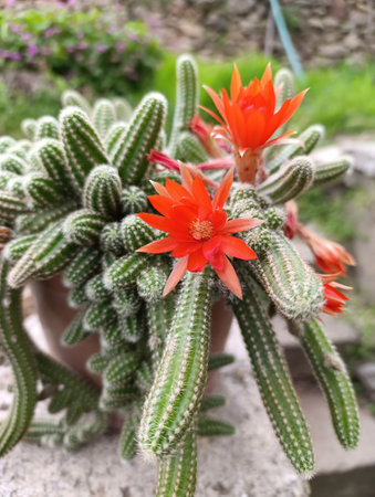 Chamaecereus silvestrii is a species of cactus from northwestern Argentina and Bolivia. It has been called the peanut cactus.の写真素材