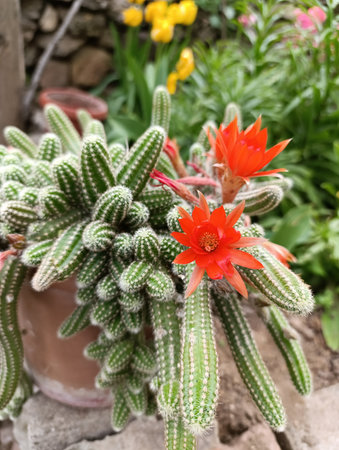 Chamaecereus silvestrii is a species of cactus from northwestern Argentina and Bolivia. It has been called the peanut cactus.の写真素材