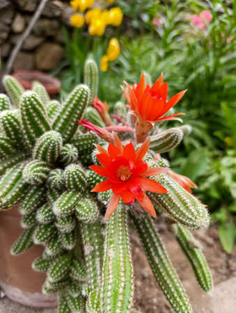 Chamaecereus silvestrii is a species of cactus from northwestern Argentina and Bolivia. It has been called the peanut cactus.の写真素材