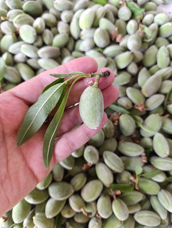 A pile of green almonds.の写真素材