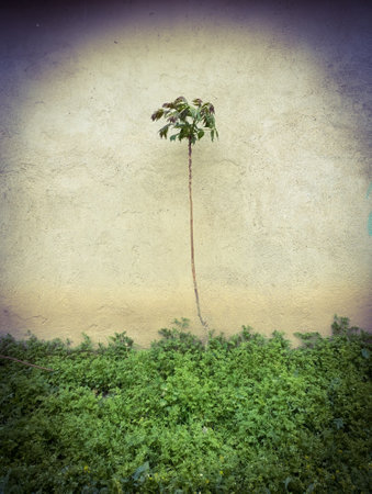 A palm tree stands in front of a white wall.の写真素材